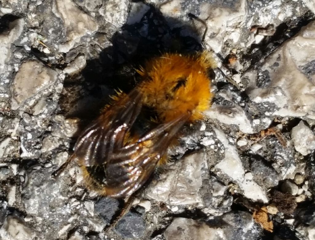 Questo  bombo? S, Bombus (Thoracobombus) sp.